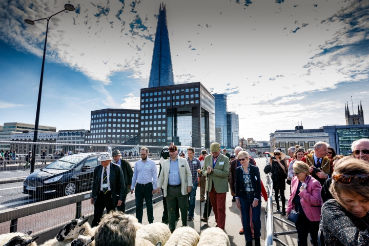 Sheep Drive London Bridge