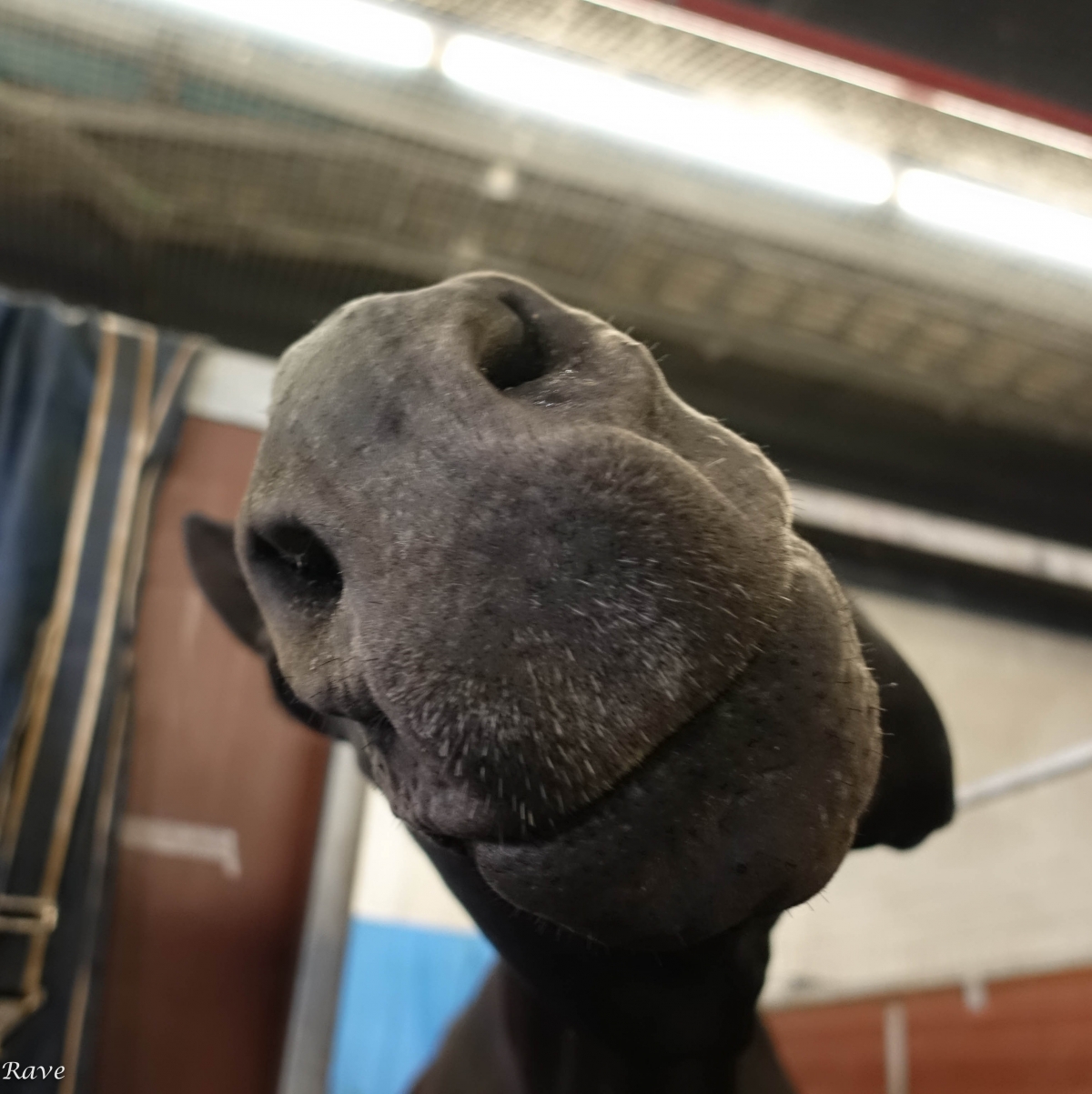 Trooping the Colour - Colonel's Review Horse Guards Parade