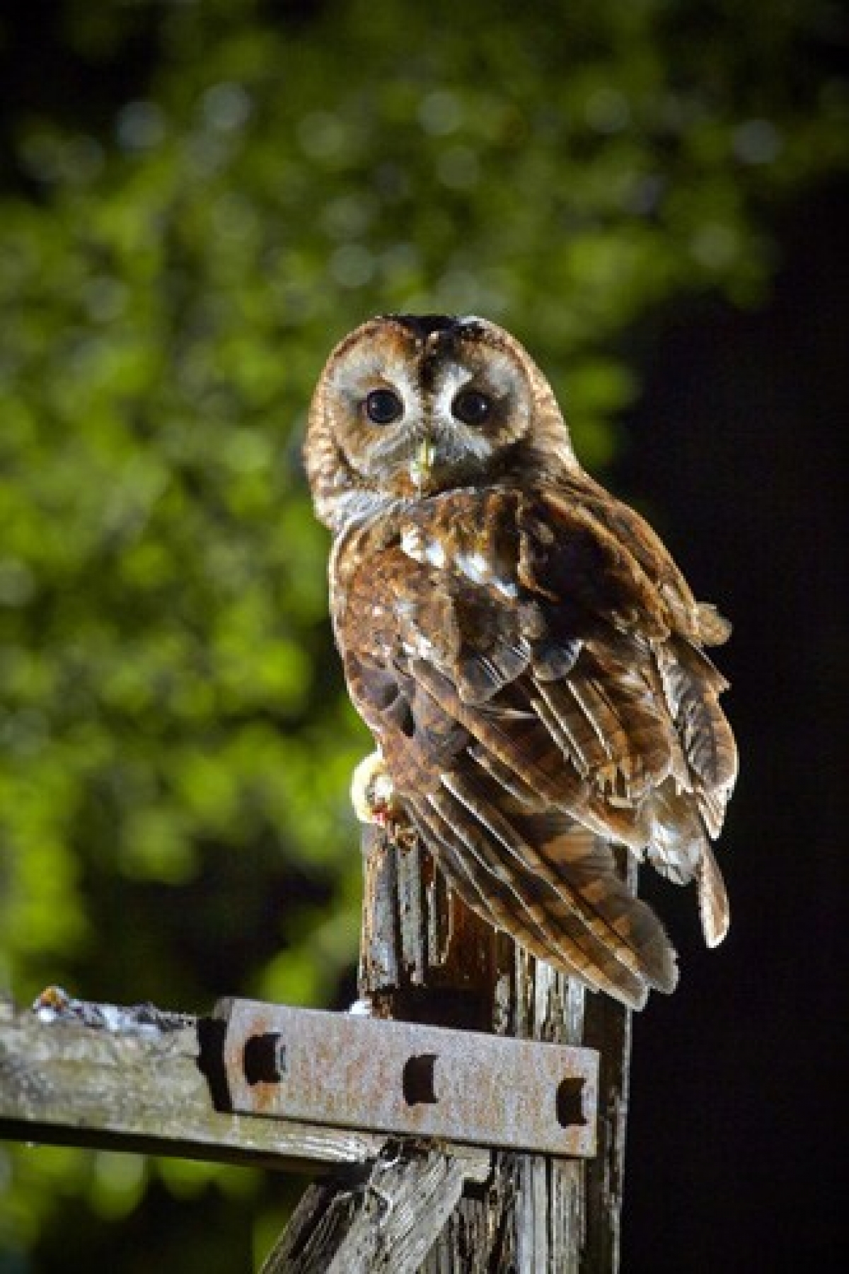 Tax Advisers' Budget Banquet