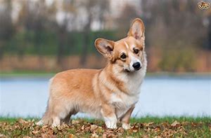 Lift Off for Apollo 19 Westminster Abbey to the Mansion House