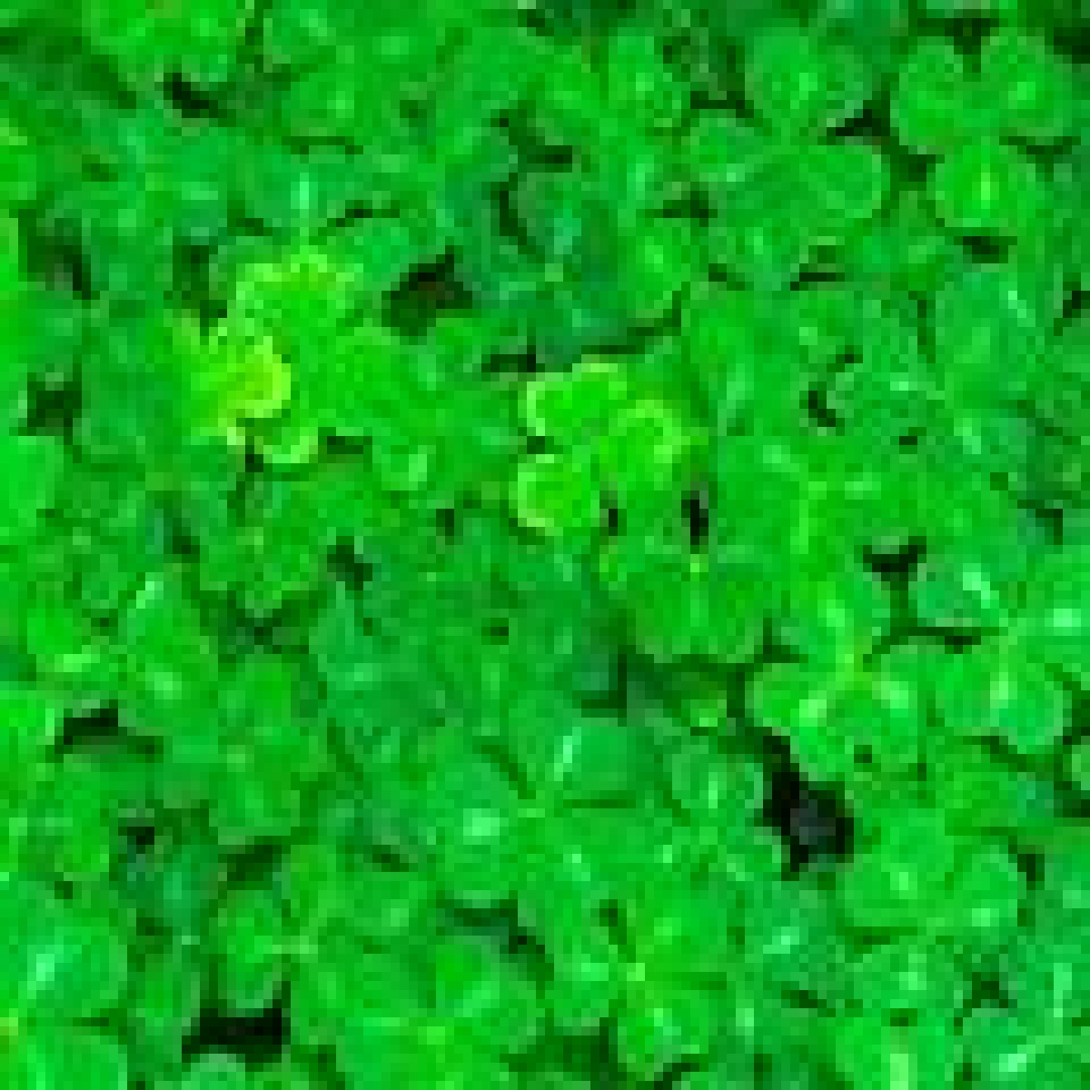 St Patrick's Day Celebration Wellington Barracks with the Irish Guards Association