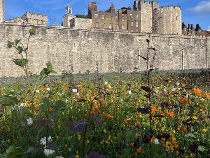Superbloom - Tower of London Private Viewing by Livery Companies