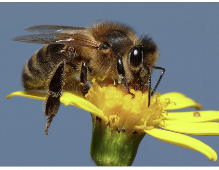 Pollinating London Together - Annual Meeting Barber Surgeons' Hall
