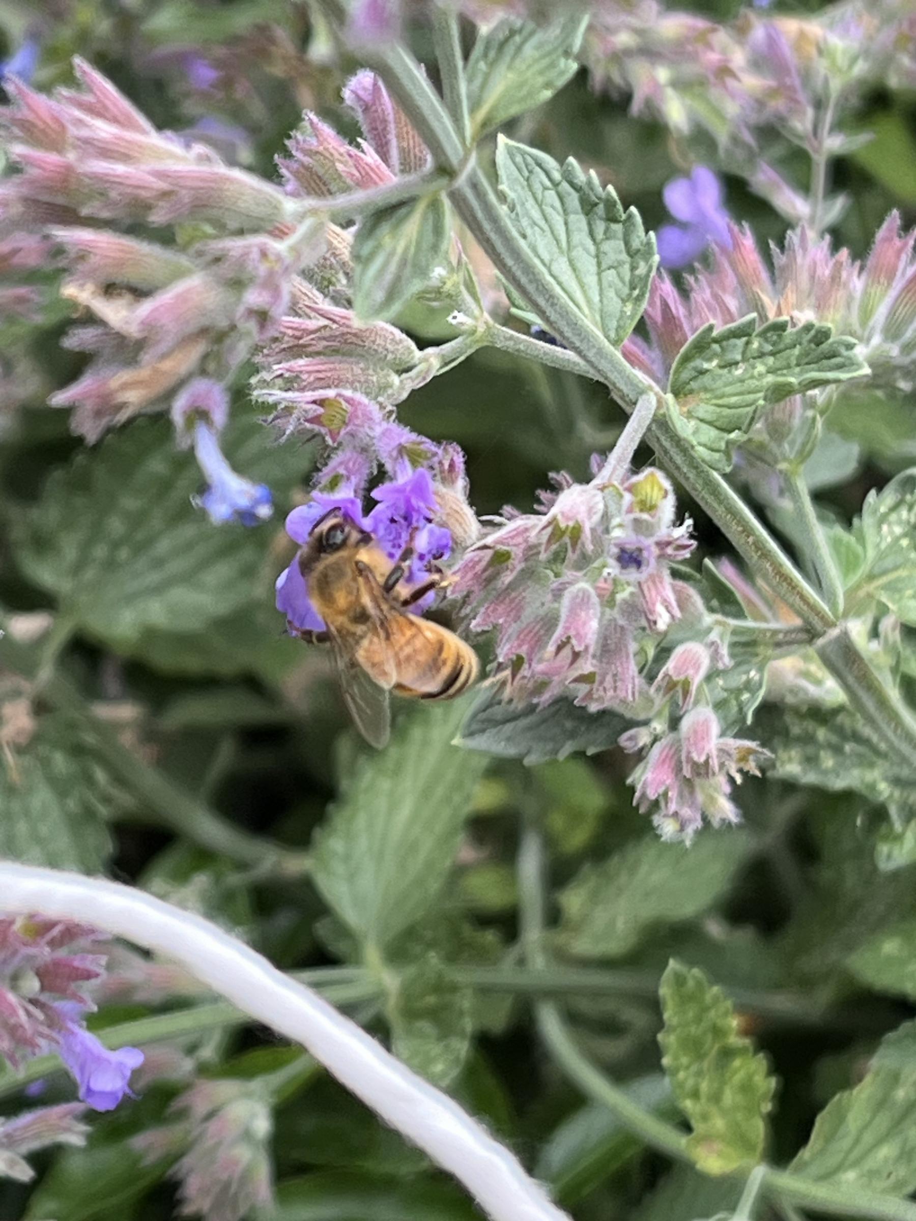 Annual Pollinator Count