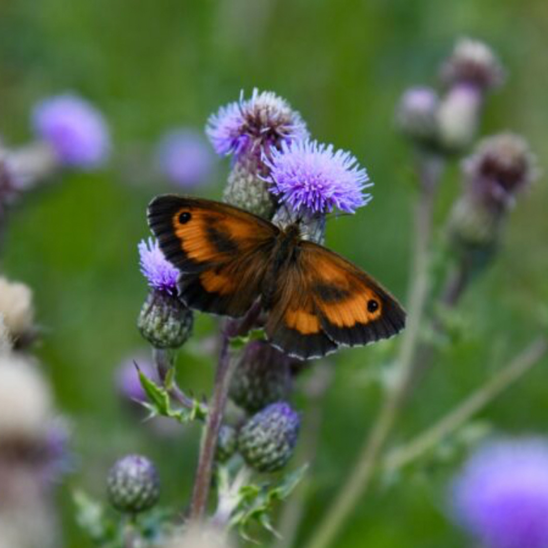 Proud supporters of Pollinating London Together