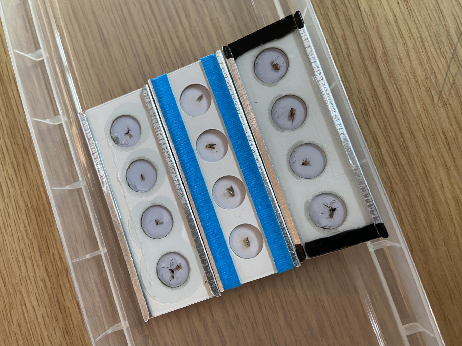 Garden Tour/insect study - PLT Natural History Museum