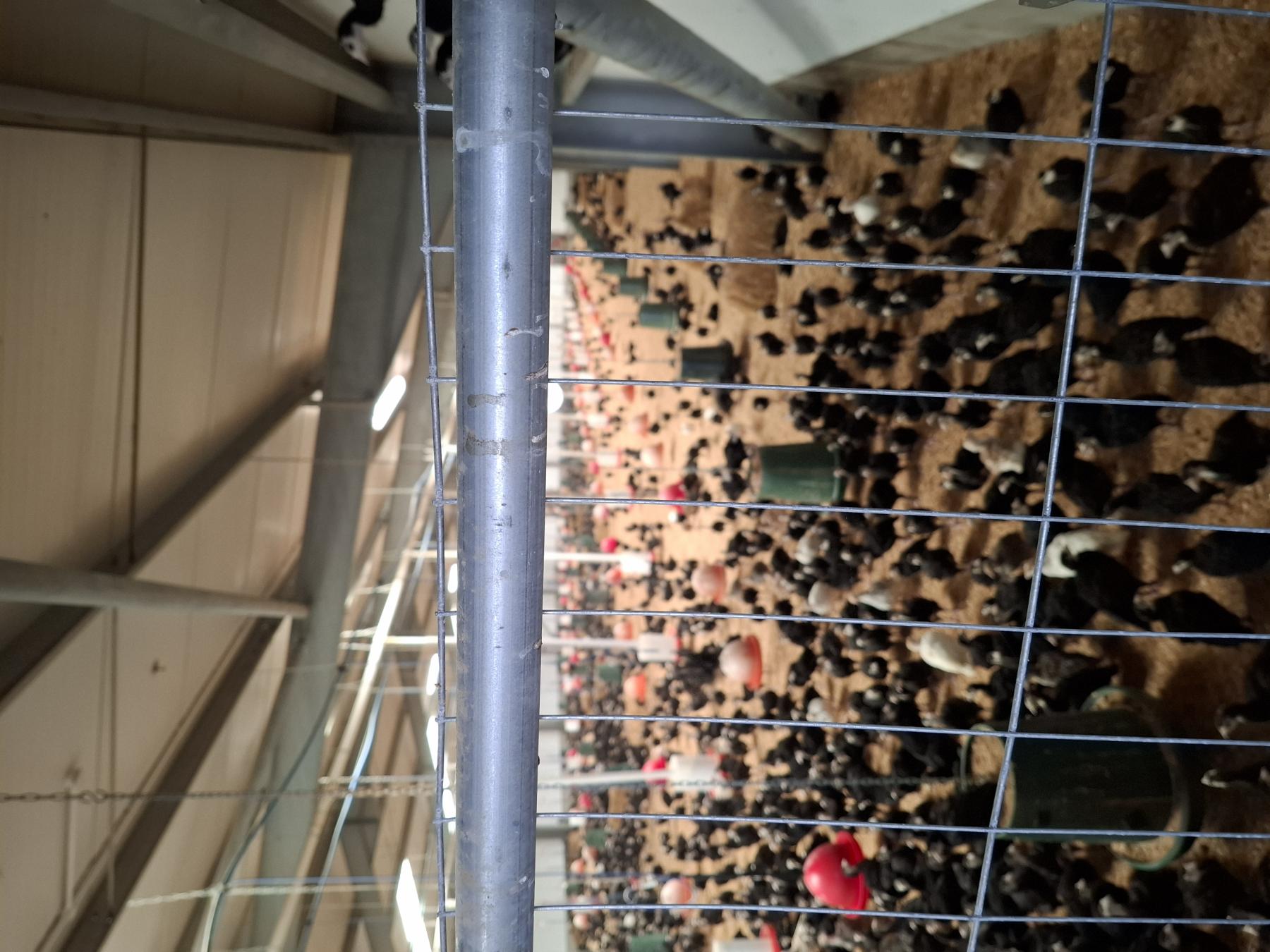 Kellys Bronze Turkey farm visit Guests of the Master Poulterer Paul Kelly